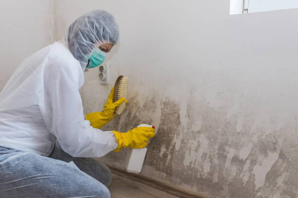 Best Asbestos and Lead Testing During Mold Inspection  in Culloden, WV