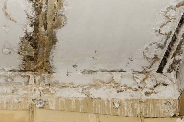 Best Crawl Space Mold Remediation  in Culloden, WV