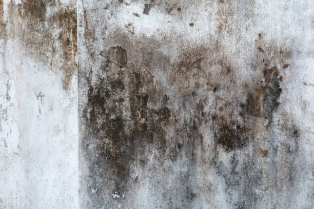 Asbestos and Lead Testing During Mold Inspection in Culloden, WV