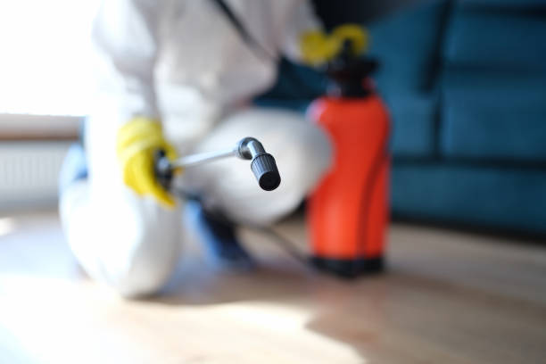 Best Basement Mold Removal  in Culloden, WV