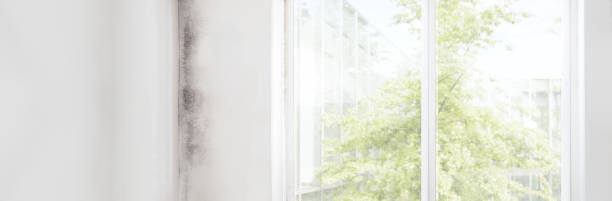Professional Mold Removal in Culloden, WV