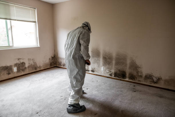 Best Mold Documentation for Insurance Claims  in Culloden, WV
