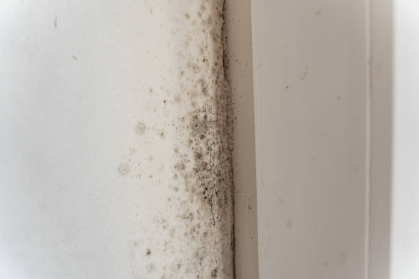 Biohazard Mold Removal in Culloden, WV