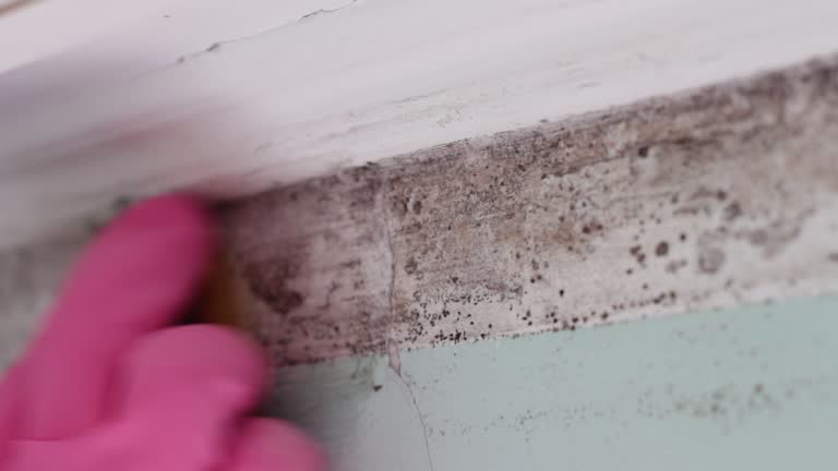 Best Environmental Consulting for Mold Prevention  in Culloden, WV